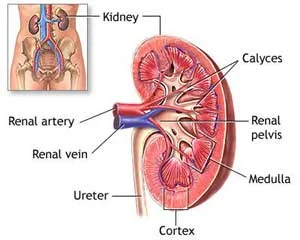 Herbal treatment for kidney in Delhi