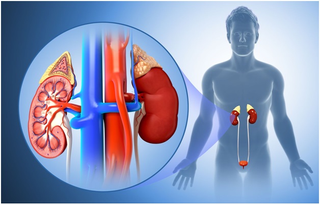 Ayurvedic Medicine to Reduce Creatinine Level Naturally