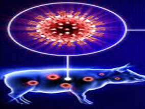 Swine flu (swine influenza) is a respiratory disease caused by viruses