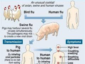 Swine flu (swine influenza) is a respiratory disease caused by viruses Swine flu (swine influenza) is a respiratory disease caused by viruses