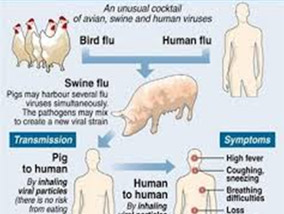 Swine flu (swine influenza) is a respiratory disease caused by viruses